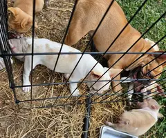 3 beautiful Frenchie puppies for sale