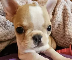 3 beautiful Frenchie puppies for sale
