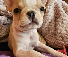 3 beautiful Frenchie puppies for sale