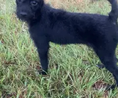 Cute Chihuahua terrier mix needs new home