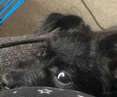 Cute Chihuahua terrier mix needs new home