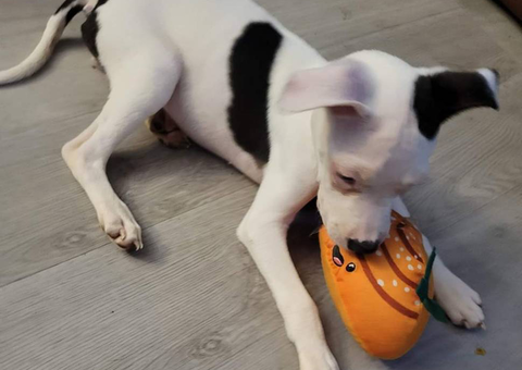 Beautiful female Labradane puppy