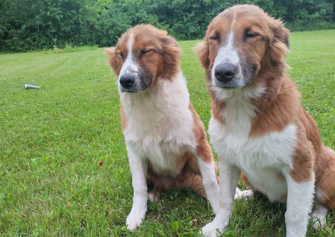 Purebred English Shepherd puppy