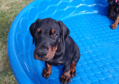 AKC registered European Doberman puppies for sale