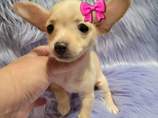 Male and female toy Chihuahua puppies