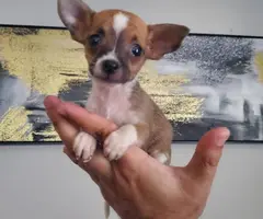 Male and female toy Chihuahua puppies