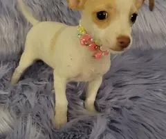 Male and female toy Chihuahua puppies