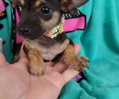 Male and female toy Chihuahua puppies
