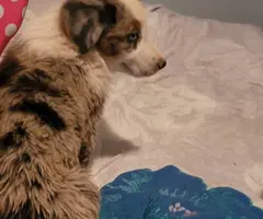 4 Purebred Australian Shepherd puppies available