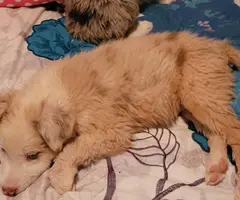 4 Purebred Australian Shepherd puppies available