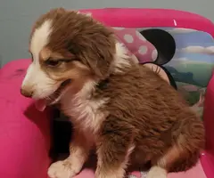 4 Purebred Australian Shepherd puppies available