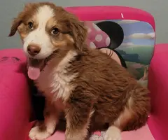 4 Purebred Australian Shepherd puppies available
