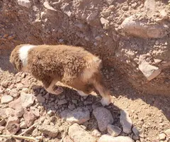 4 Purebred Australian Shepherd puppies available