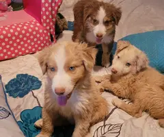4 Purebred Australian Shepherd puppies available
