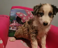 4 Purebred Australian Shepherd puppies available