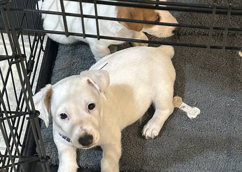 2 All white Jack Russell Terrier pups need a home