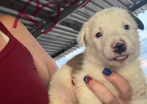 6 border collie puppies for sale
