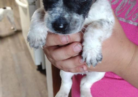 8 Gorgeous rat terrier pups for sale