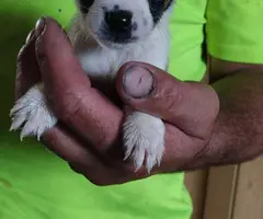 8 Gorgeous rat terrier pups for sale
