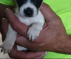8 Gorgeous rat terrier pups for sale