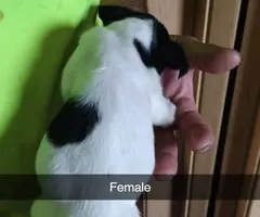8 Gorgeous rat terrier pups for sale
