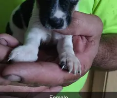 8 Gorgeous rat terrier pups for sale