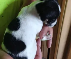 8 Gorgeous rat terrier pups for sale