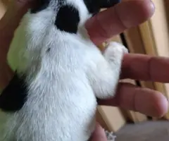 8 Gorgeous rat terrier pups for sale