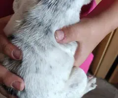 8 Gorgeous rat terrier pups for sale