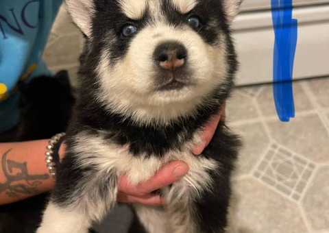 2 female and 5 male Siberian Husky puppies available