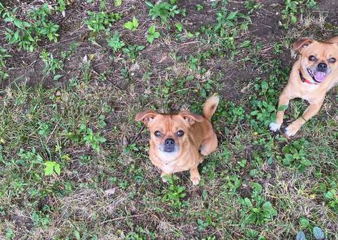 2 Jack russell mixed with Chihuahua