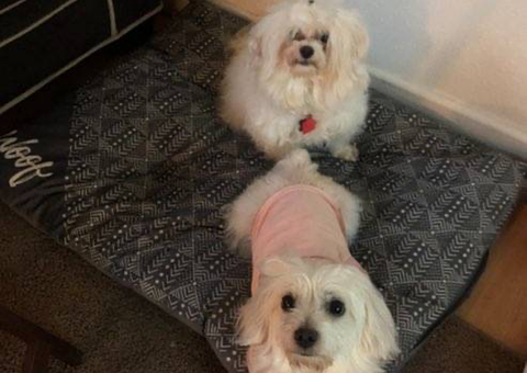 2 Cuddly Maltese Terrier Mix puppies