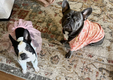 8 beautiful Frenchton puppies need homes
