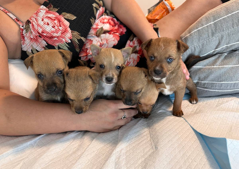 6 Pomchi x Chiweenie puppies for sale