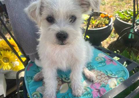 Jack Russell Terrier puppies looking for a good home