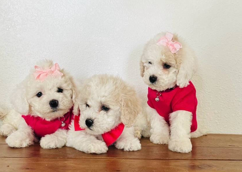 3 Cute Bich-Poo puppies for sale