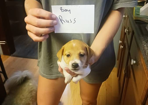 3 adorable Jack Russell puppies available