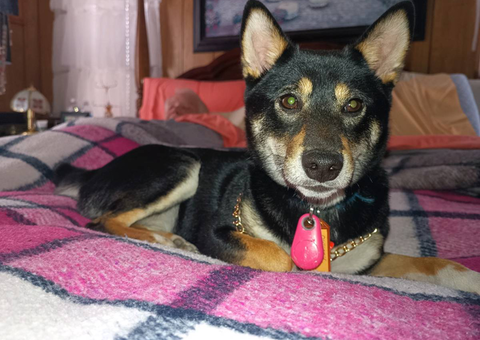 Shiba Inu Husky mix puppies for adoption