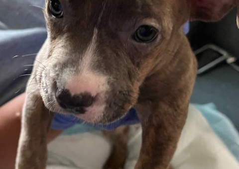 American Staffy puppies for sale