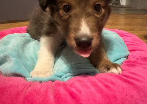 Stunning AKC sheltie puppies