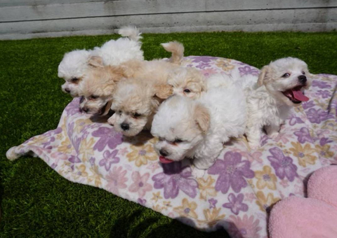 Bichon x Poodle puppies for sale