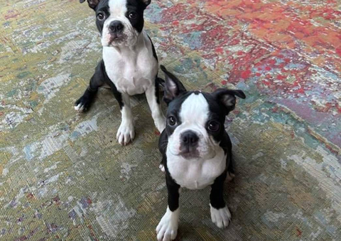 2 female Boston Terriers for sale
