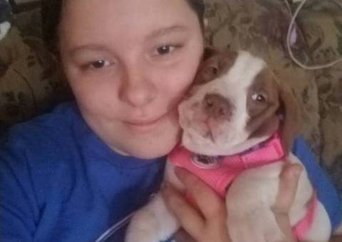 2 Bullboxer Pit puppies for Adoption