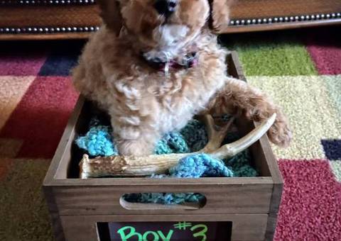 AKC miniature poodle puppies for sale