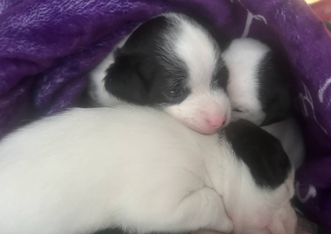 Shih Tzu Chihuahua cross puppies for sale