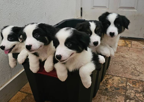Adorable 8 weeks old Aussie pups