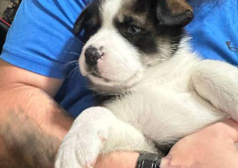 Male and female Pisky puppies for adoption
