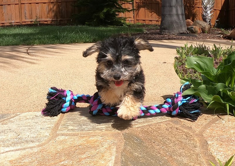 Healthy and fabulous Yorkshire terrier puppy