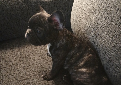 4 males 1 female full akc