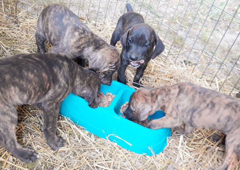 4 registered mountain cur puppies for sale
